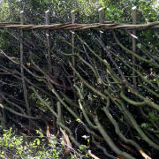 hedge laying in suffolk